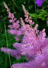 Astilbe