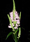 Gelenkblume