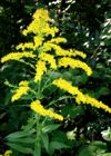 (Solidago canadensis)
