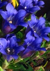(Gentiana Scabra)