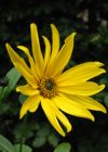 Staudensonnenblume