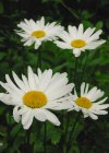 Margeriten
