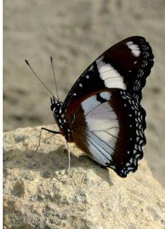 Schmetterling