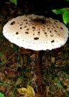 Parasolpilz