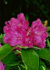 Rhododendron