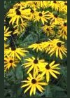 (Rudbeckia fulgida)