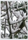 Schnee