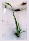 Schneegl&ouml;ckchen