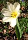 Tulpe