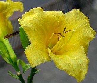 Butterpat