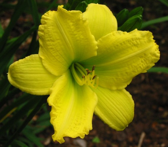 Green Flutter