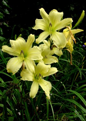 Moonlight Ruffle Gruppe