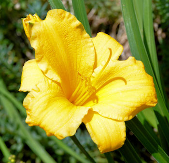 Stella de Oro